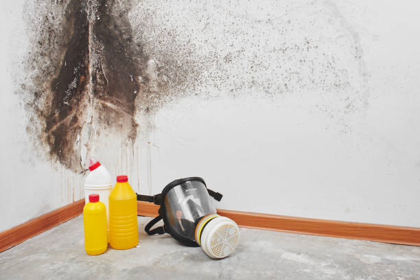 Home Mold Removal in Hernando, MS