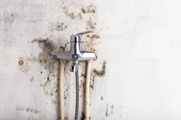 Best Emergency Mold Removal  in Hernando, MS