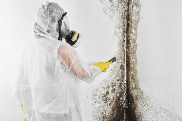 Best Certified Mold Removal  in Hernando, MS