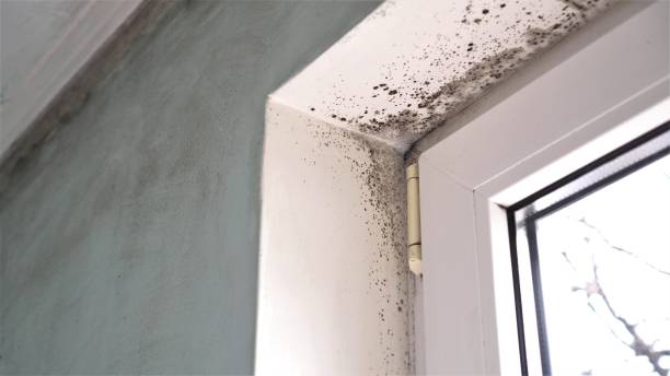 Attic Mold Removal in Hernando, MS