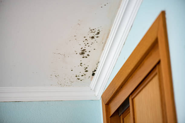 Best Residential Mold Removal  in Hernando, MS