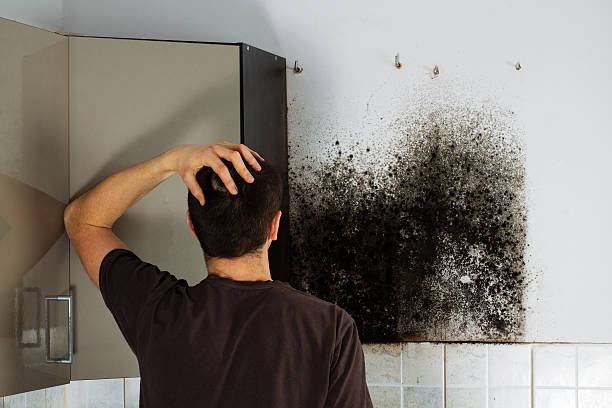 Best Home Mold Removal  in Hernando, MS