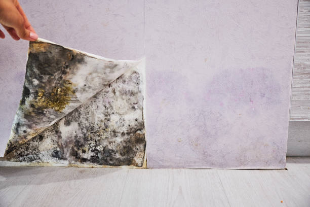 Best Fast Mold Removal  in Hernando, MS
